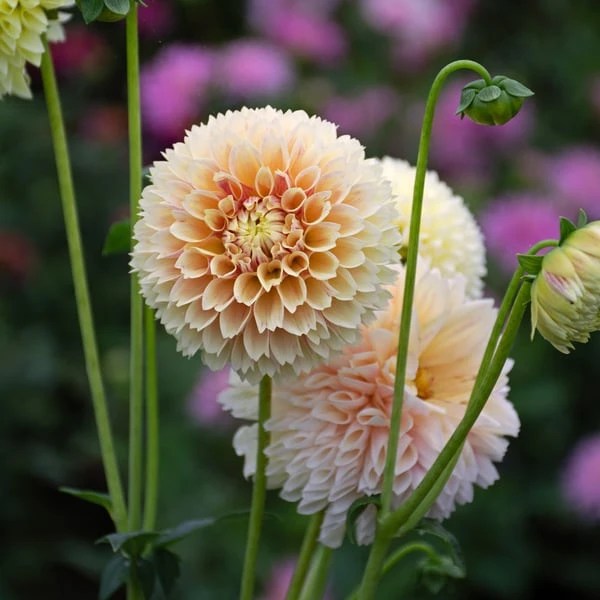 Dahlia 'Sweet Suzanne' 2 Dahlia 'Sweet Suzanne' - Image 2