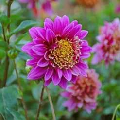 Dahlia 'Take Off' -Leaf Sprigs Sales Store x600 39594