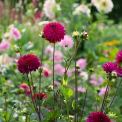 Dahlia 'Romantica' -Leaf Sprigs Sales Store x600 39623