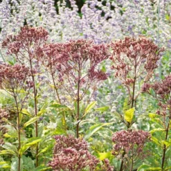 Eupatorium Purpureum Euphoria™ Ruby 6 Eupatorium Purpureum Euphoria™ Ruby -Leaf Sprigs Sales Store x600 39626