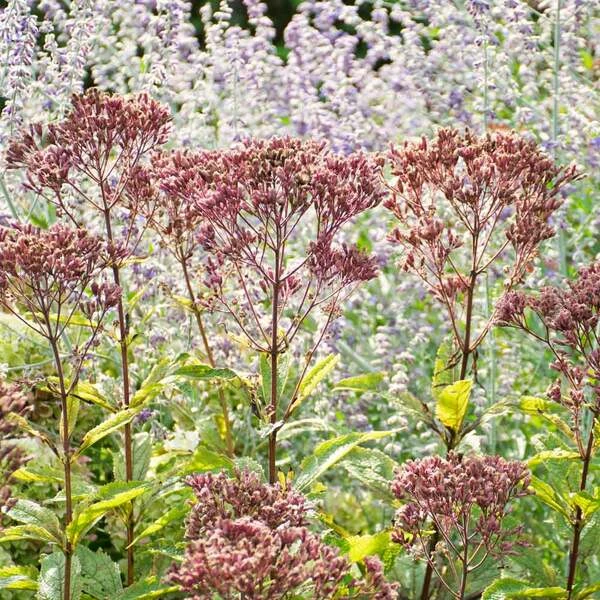 Eupatorium Purpureum Euphoria™ Ruby 3 Eupatorium Purpureum Euphoria™ Ruby - Image 3