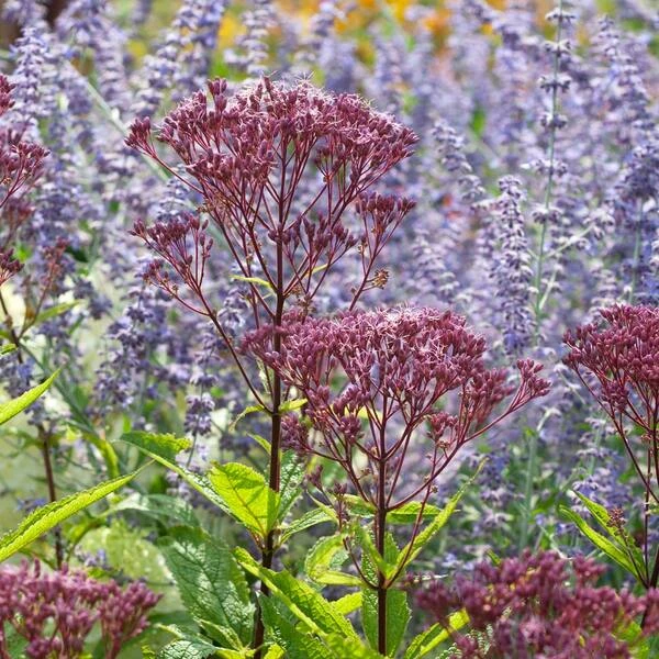 Eupatorium Purpureum Euphoria™ Ruby 4 Eupatorium Purpureum Euphoria™ Ruby - Image 4