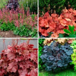 Four Of A Kind Heuchera -Leaf Sprigs Sales Store x600 39749