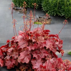 Four Of A Kind Heuchera -Leaf Sprigs Sales Store x600 39750