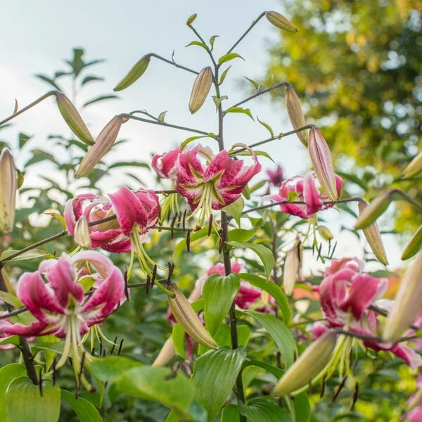 Lilium 'Black Beauty' 2 Lilium 'Black Beauty' - Image 2