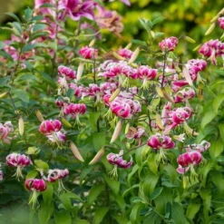 Lilium 'Black Beauty' 7 Lilium 'Black Beauty' -Leaf Sprigs Sales Store x600 39794