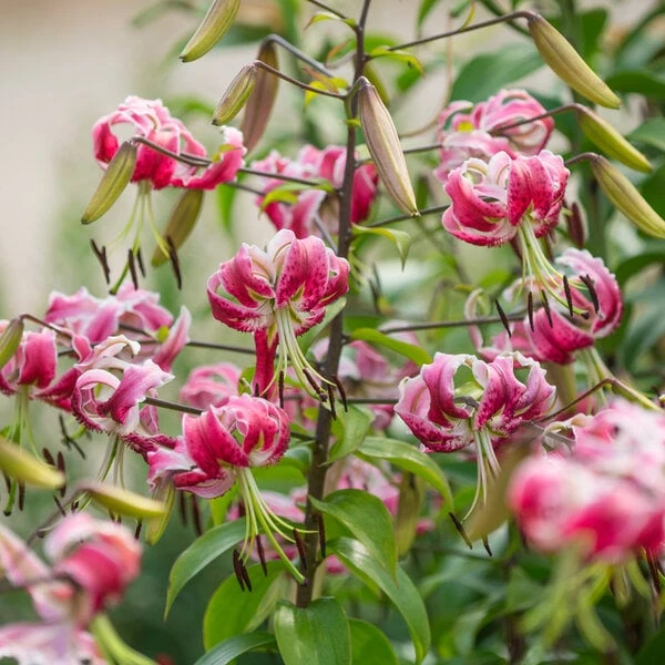 Lilium 'Black Beauty' 4 Lilium 'Black Beauty' - Image 4