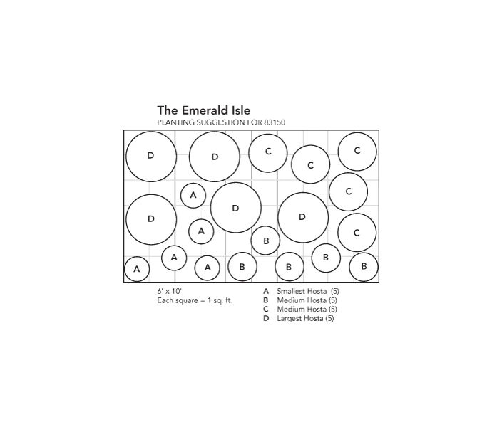 Emerald Isle Hosta Collection 2 Emerald Isle Hosta Collection - Image 2