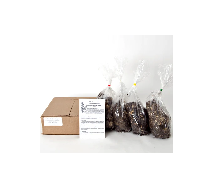 Emerald Isle Hosta Collection 3 Emerald Isle Hosta Collection - Image 3