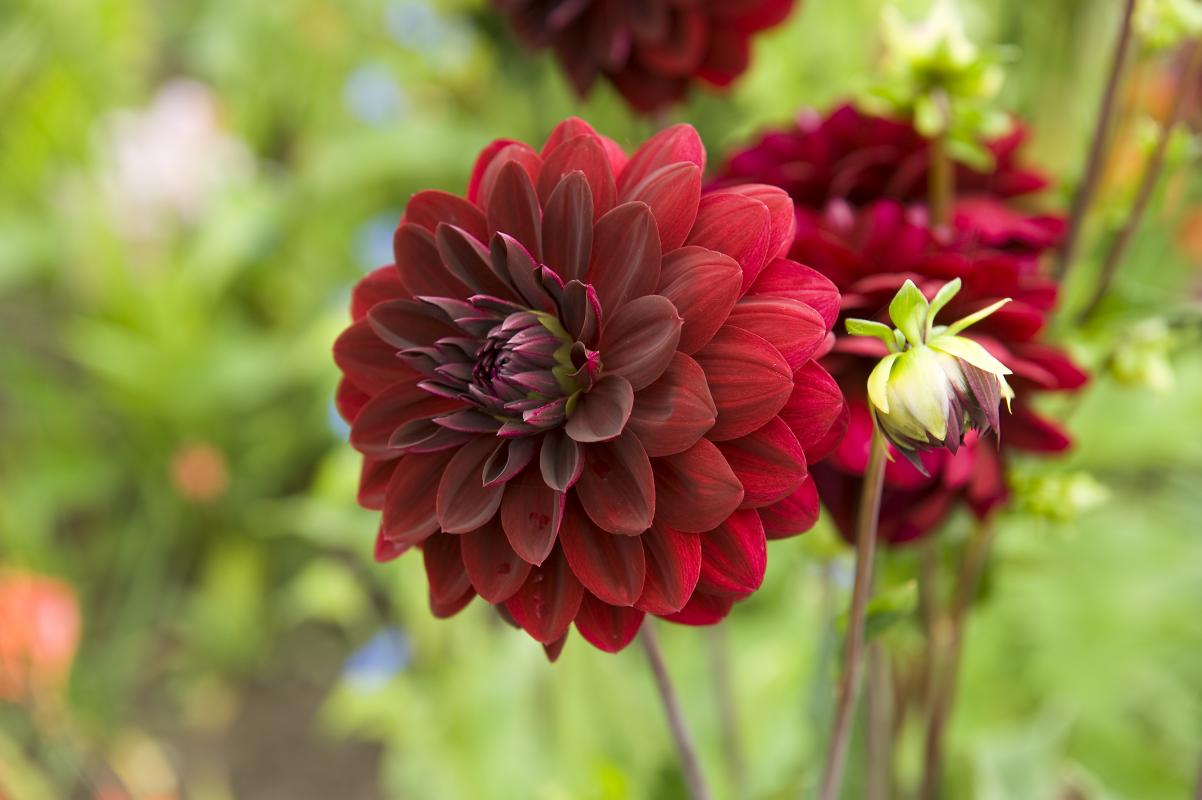 Leaf Sprigs Sales Store -Leaf Sprigs Sales Store slide 2